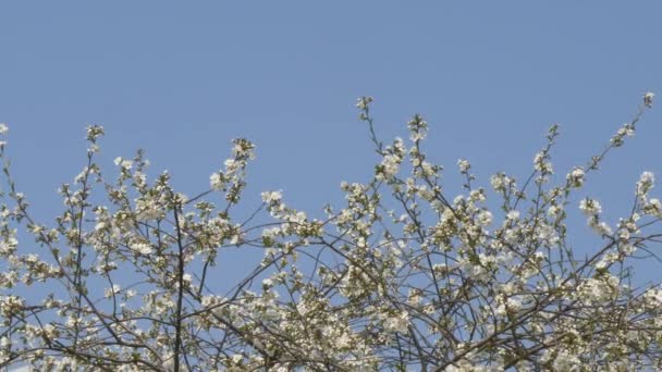 春の庭が咲いている 花のある枝 — ストック動画