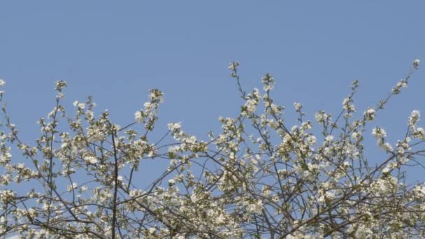 Jardines Primavera Están Floreciendo Rama Con Flores — Vídeo de stock