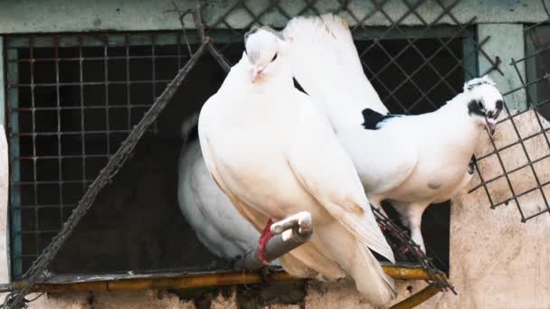 Inhemska Fullblods Duvor Sitter Nära Dovecote — Stockvideo