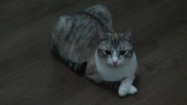 laminat katta yatan güzel kedi