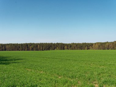 tarla ve ormanda bahar taze genç yeşillik