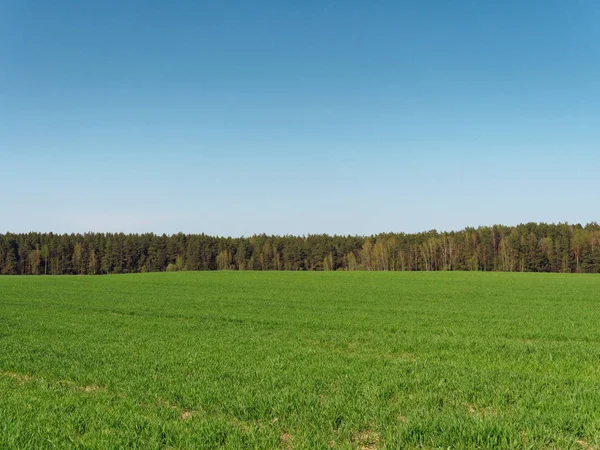 Primavera frescos jovens verdes no campo e na floresta — Fotografia de Stock