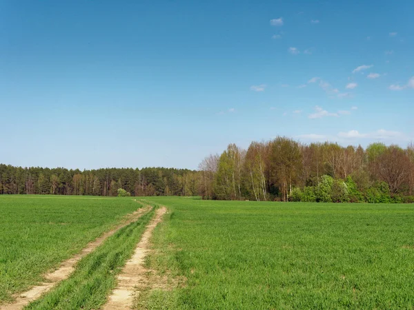 Весняна свіжа молода зелень в полі і лісі — стокове фото