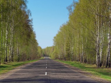 genç huş lar arasında yol. bahar genç yeşillikler