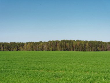 tarla ve ormanda bahar taze genç yeşillik