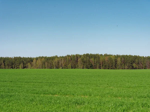 Primavera frescos jovens verdes no campo e na floresta — Fotografia de Stock