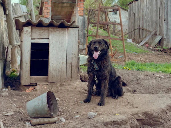 Grande cão de jarda preto em uma cadeia — Fotografia de Stock