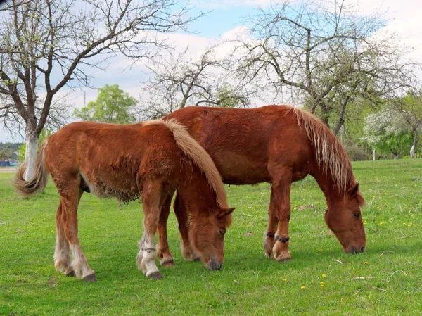 Rote Pferde grasen auf der Frühlingswiese — Stockfoto