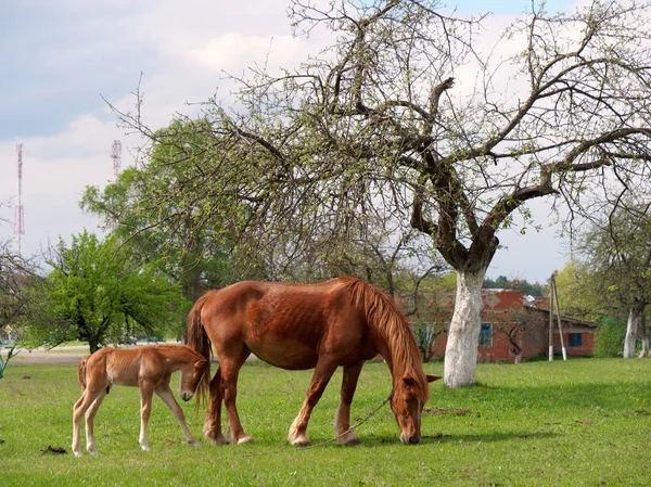 Рыжие лошади пасутся на весеннем лугу — стоковое фото