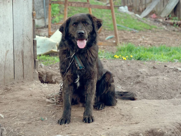 Grand chien de cour noir sur une chaîne — Photo