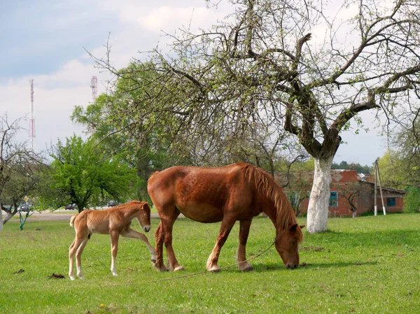 Rote Pferde grasen auf der Frühlingswiese — Stockfoto
