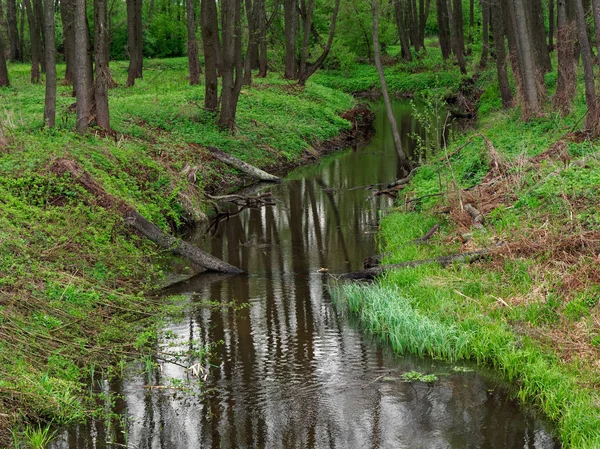 Beau ruisseau forestier calme au printemps — Photo