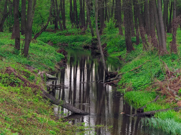 Beau ruisseau forestier calme au printemps — Photo