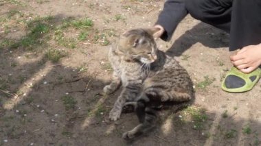 köydeki kedi çimenlerin üzerinde güneşlik ler