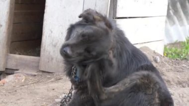 bir zincir üzerinde büyük siyah bahçe köpek