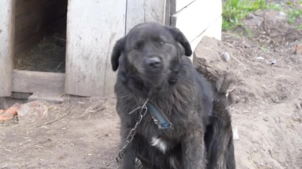 Μεγάλο Μαύρο Σκυλί Αυλή Μια Αλυσίδα — Αρχείο Βίντεο