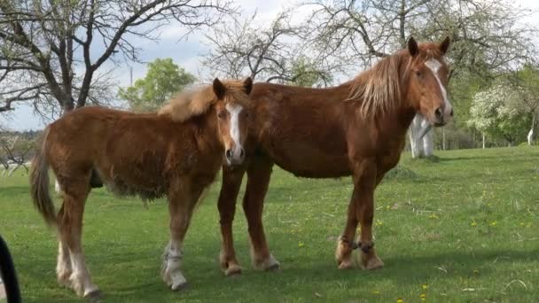 Cavalos Vermelhos Pastam Prado Primavera — Vídeo de Stock