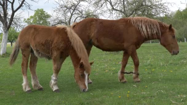 Red Horses Graze Spring Meadow — Stock Video