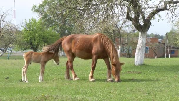 chevaux rouges pâturent dans la prairie de printemps 