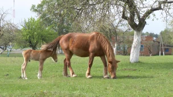 Cavalli Rossi Pascolano Nel Prato Primaverile — Video Stock