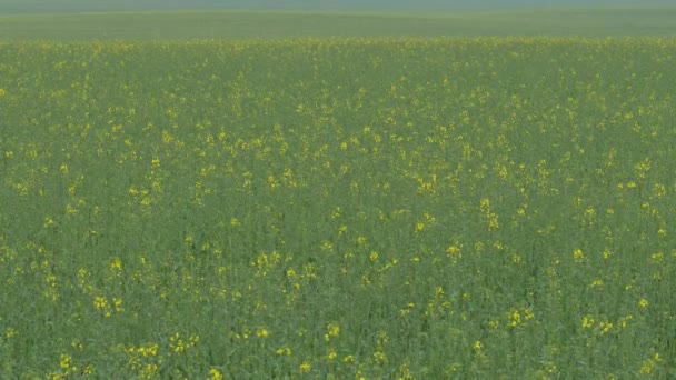 Schöne Grüne Wiese Mit Gelben Blüten Landwirtschaft — Stockvideo