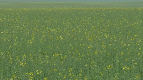 Beautiful Green Field Yellow Flowers Agriculture — Stock Video