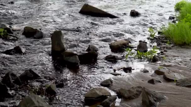 Schneller Waldbach Wasserbewegung Grüne Pflanzen — Stockvideo