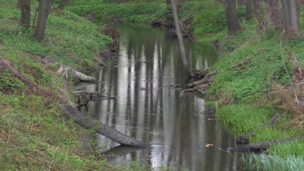 Beau Ruisseau Forestier Calme Printemps — Video