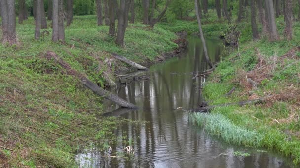 春天美丽宁静的森林溪流 — 图库视频影像