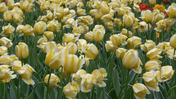 Tulipas Brilhantes Coloridas Bonitas Grandes Quantidades Canteiro Flores — Vídeo de Stock