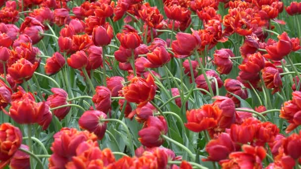 Tulipas Brilhantes Coloridas Bonitas Grandes Quantidades Canteiro Flores — Vídeo de Stock