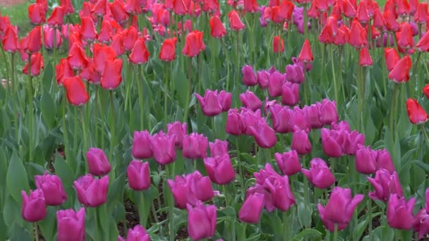 Mooie Kleurrijke Heldere Tulpen Grote Hoeveelheden Bloembed — Stockvideo