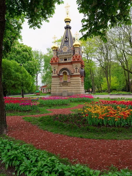 Vackra unga greener i stadsparken. Gomel, Vitryssland. — Stockfoto