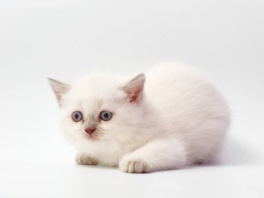 beyaz bir arka plan üzerinde küçük komik kedi yavruları