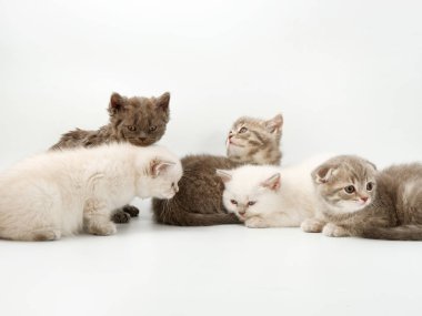 beyaz bir arka plan üzerinde küçük komik kedi yavruları