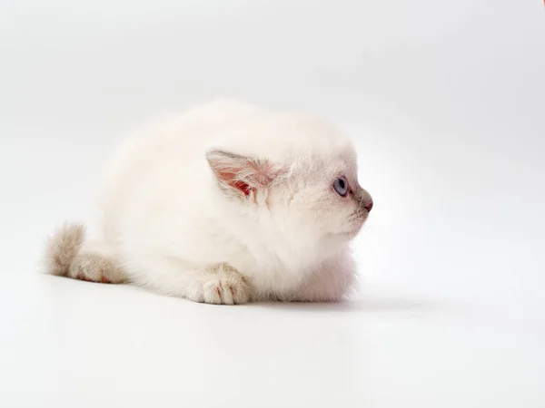 Little funny kittens on a white background — Stock Photo, Image