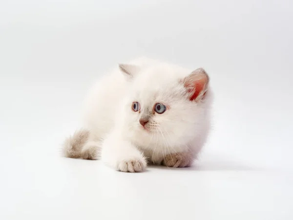 Piccoli gattini divertenti su uno sfondo bianco — Foto Stock