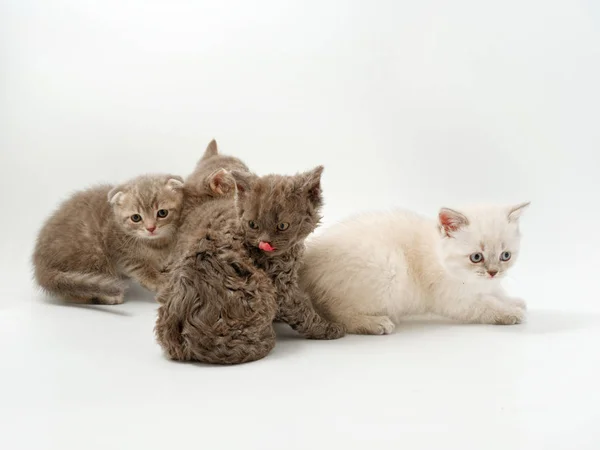Kleine grappige kittens op een witte achtergrond — Stockfoto