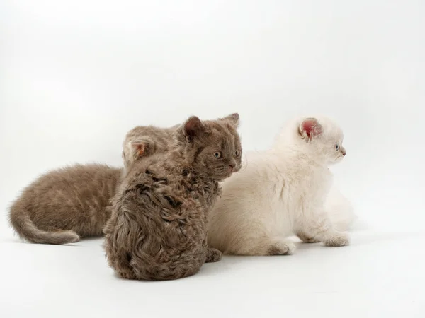 Malé zábavné koťátka na bílém pozadí — Stock fotografie