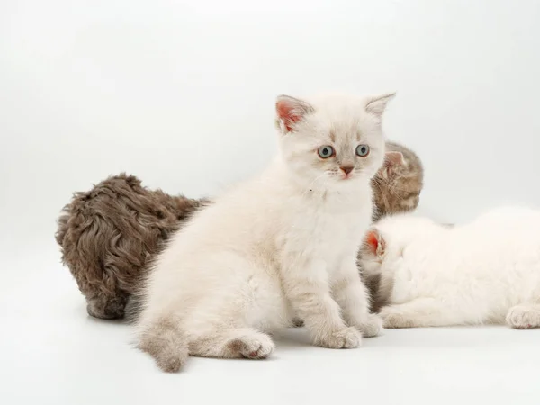 Gatitos divertidos sobre un fondo blanco — Foto de Stock