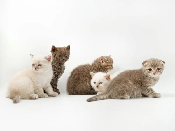 Gatitos divertidos sobre un fondo blanco — Foto de Stock