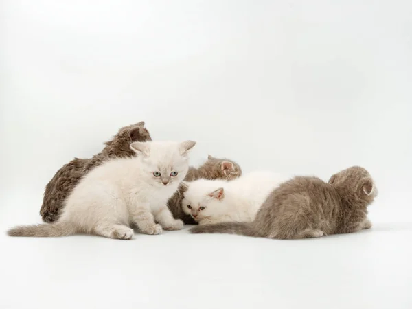 Kleine grappige kittens op een witte achtergrond — Stockfoto