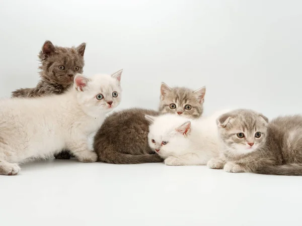 Malé zábavné koťátka na bílém pozadí — Stock fotografie