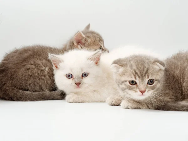 Gatitos divertidos sobre un fondo blanco — Foto de Stock