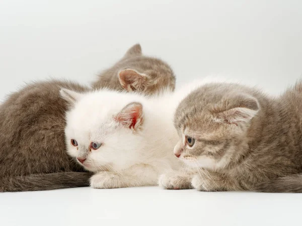 Gatitos divertidos sobre un fondo blanco — Foto de Stock