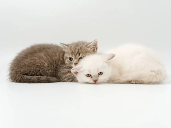 Piccoli gattini divertenti su uno sfondo bianco — Foto Stock