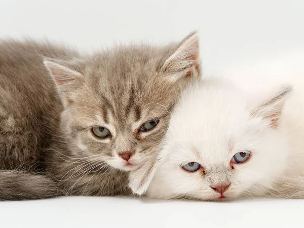 Kleine grappige kittens op een witte achtergrond — Stockfoto