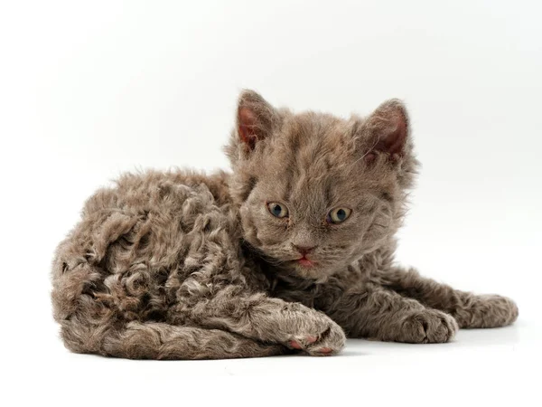 Petits chatons drôles sur un fond blanc — Photo