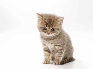 beyaz bir arka plan üzerinde küçük komik kedi yavruları