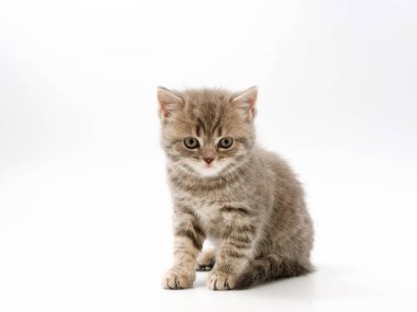 beyaz bir arka plan üzerinde küçük komik kedi yavruları